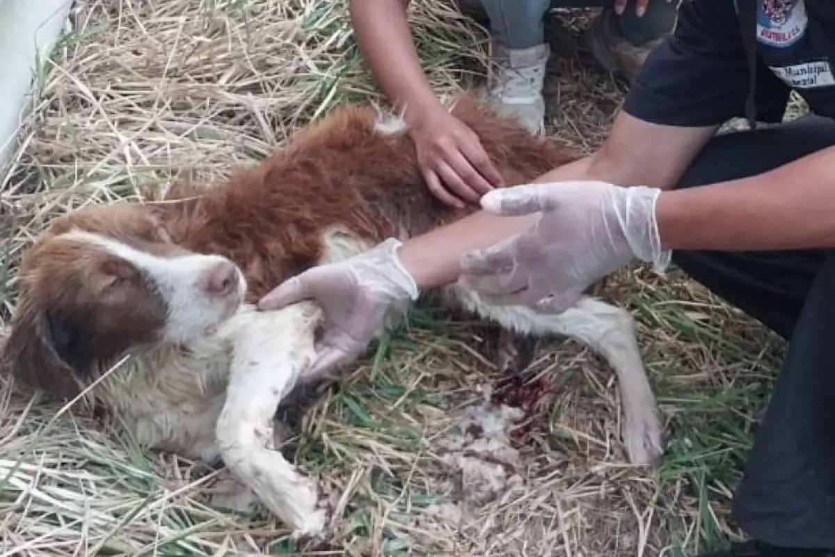 Vecinos llamaron alarmados por la caída del perrito en un pozo de al menos cinco metros de profundidad., Bomberos Municipales Departamentales. 