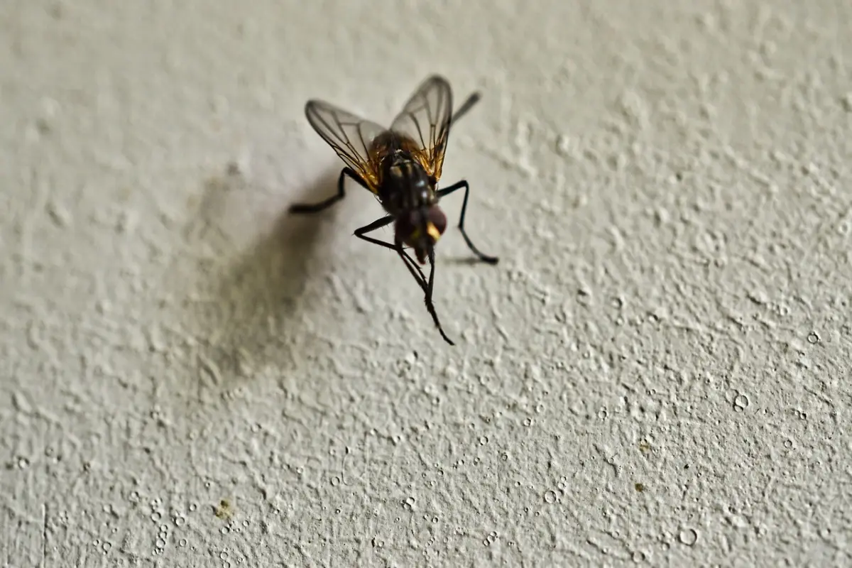 El MSPAS agregó que "no" todas las moscas causan la enfermedad del gusano barrenador., Pixabay