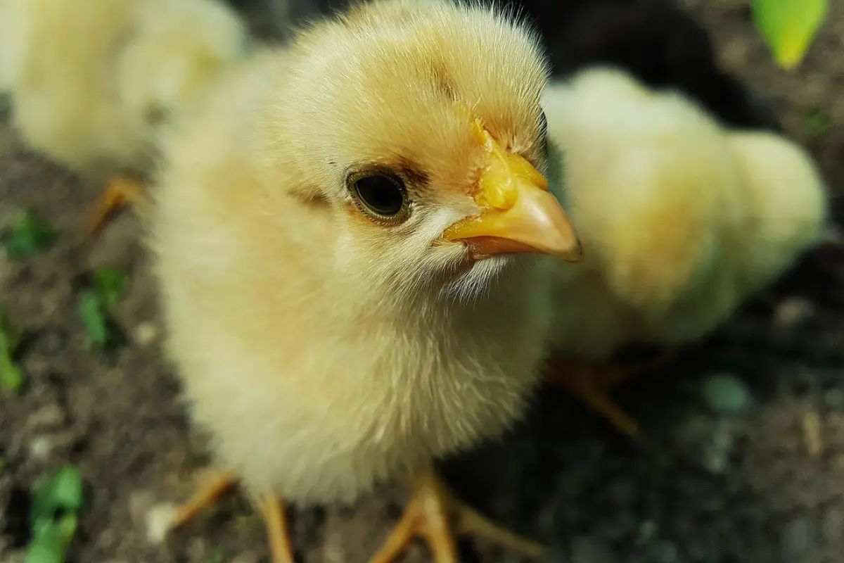 pollo, pollito, amarillo pollo, amarillo polluelos, pollitos, pollos, polluelo, chicken little, pollo joven, los pollos de la granja, animales jóvenes, un pollo, pollos bebé, pequeñas aves, gallina, chick imagen, polluelo de la imagen, chick foto, poll, Pixabay
