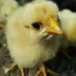 pollo, pollito, amarillo pollo, amarillo polluelos, pollitos, pollos, polluelo, chicken little, pollo joven, los pollos de la granja, animales jóvenes, un pollo, pollos bebé, pequeñas aves, gallina, chick imagen, polluelo de la imagen, chick foto, poll ,Pixabay