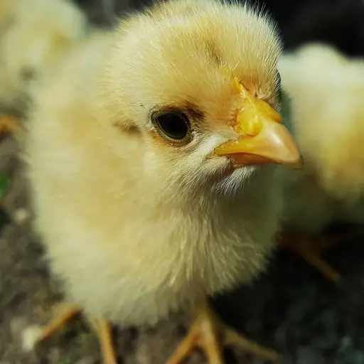 pollo, pollito, amarillo pollo, amarillo polluelos, pollitos, pollos, polluelo, chicken little, pollo joven, los pollos de la granja, animales jóvenes, un pollo, pollos bebé, pequeñas aves, gallina, chick imagen, polluelo de la imagen, chick foto, poll ,Pixabay