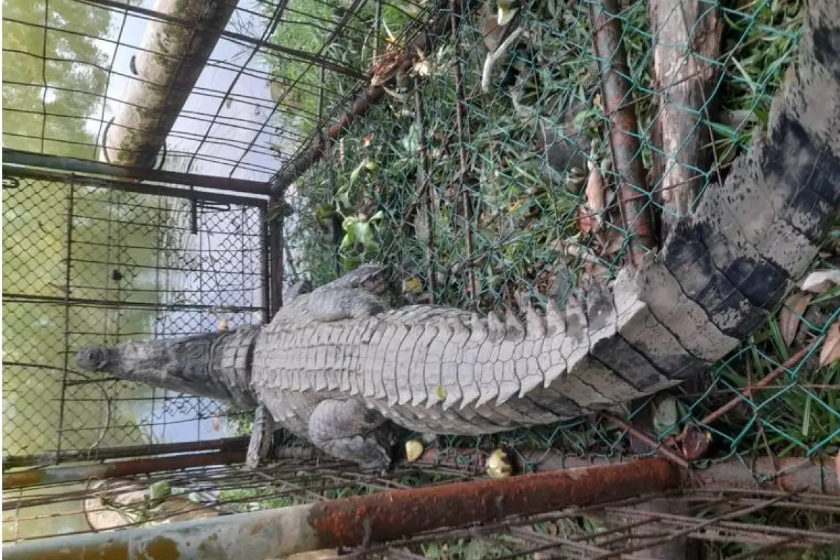 El cocodrilo fue rescatado y reubicado., Conap