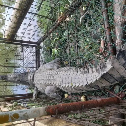 El cocodrilo fue rescatado y reubicado. ,Conap