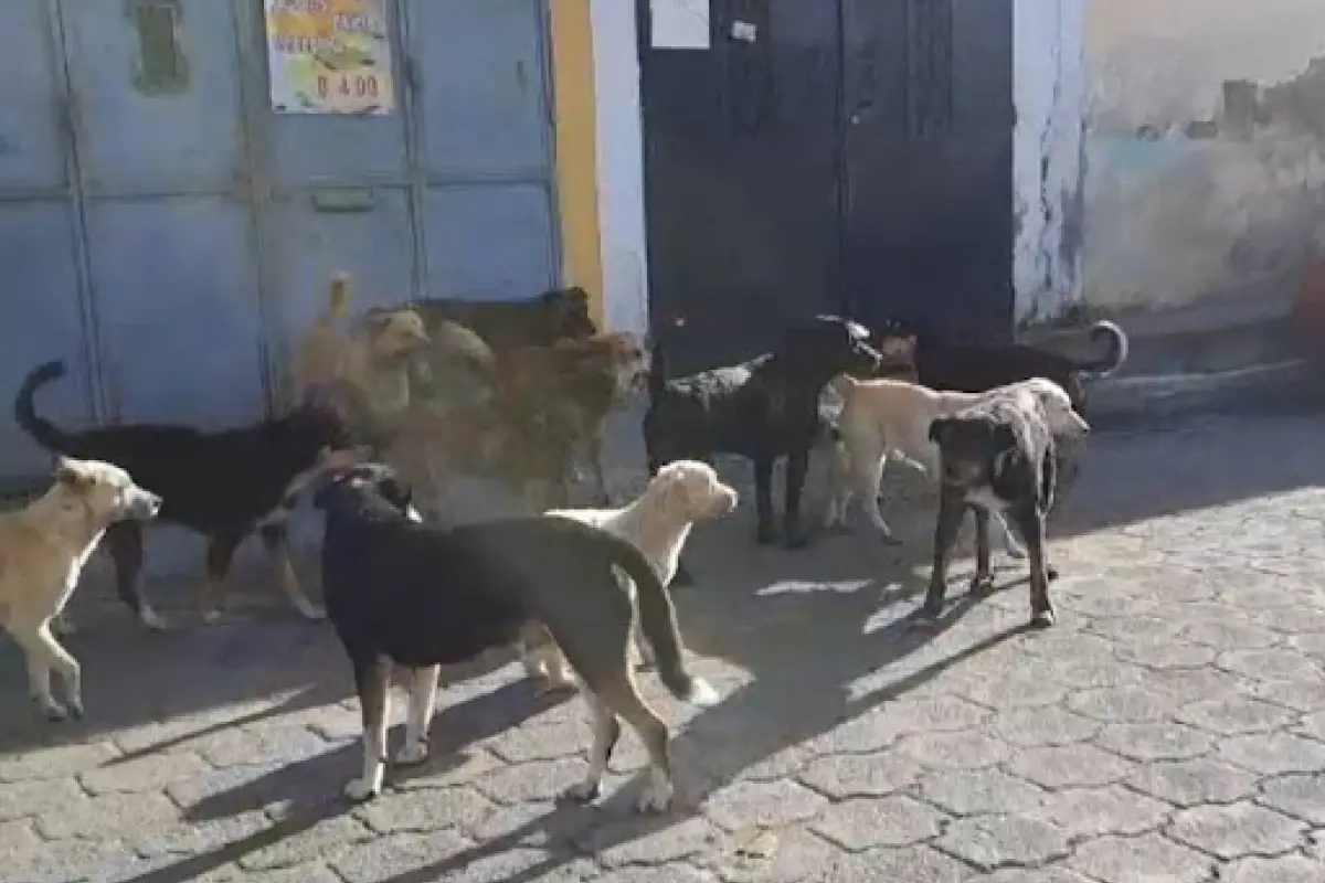 Perros callejeros atacan a niño de 5 años. , Imagen con fines ilustrativos. 