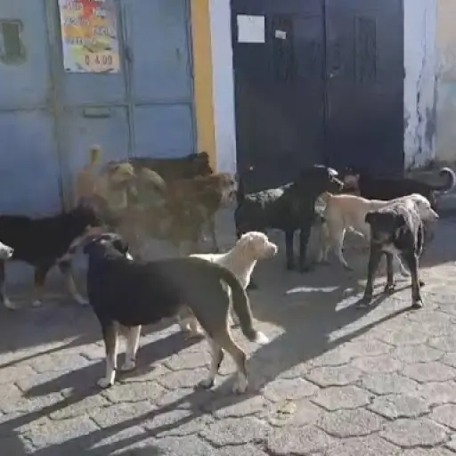 Perros callejeros atacan a niño de 5 años.  ,Imagen con fines ilustrativos. 