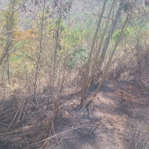 El incendio más reciente ocurrió en el caserío Piedra Redonda, del municipio de Tectitán, departamento de Huehuetenango.  ,Conred.