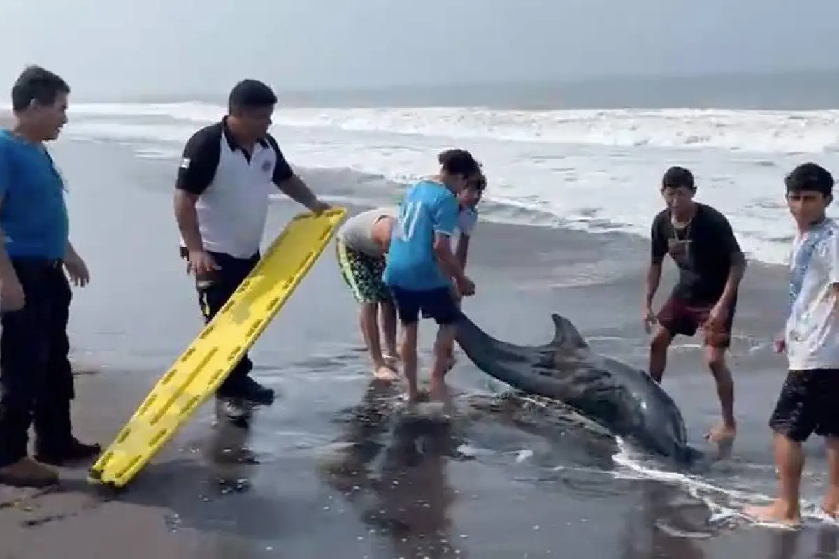 Pobladores y socorristas apoyaron en el rescate del delfín., Edwin Guzmán, Emisoras Unidas Departamental