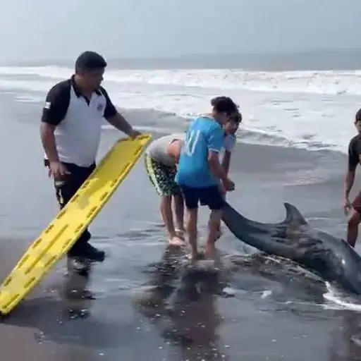 Pobladores y socorristas apoyaron en el rescate del delfín. ,Edwin Guzmán, Emisoras Unidas Departamental