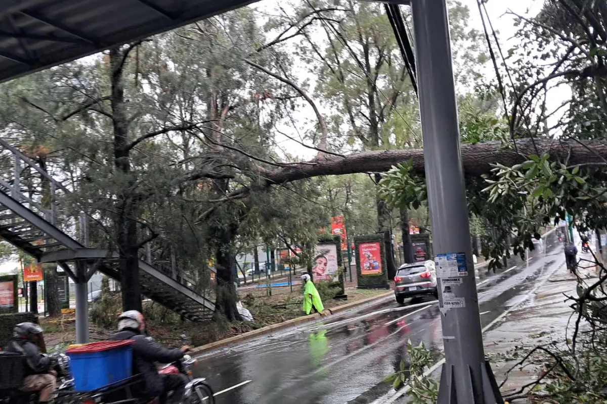 Personal de áreas verdes y empresa eléctrica trabajaron en el lugar., Foto X