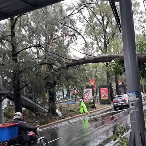 Personal de áreas verdes y empresa eléctrica trabajaron en el lugar. ,Foto X