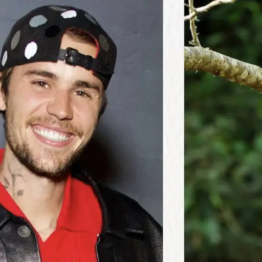 Justin Bieber ,Justin Bieber