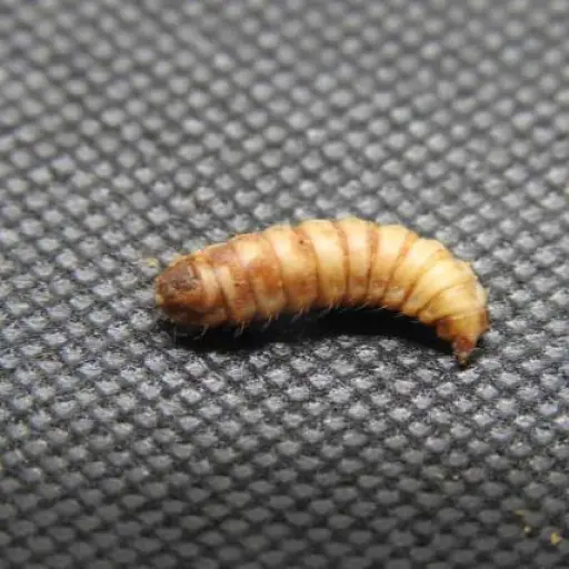 El gusano barrenador del ganado. ,EFE