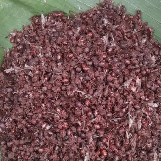 El precio de los zompopos sorprende en los mercados de Guatemala ,X