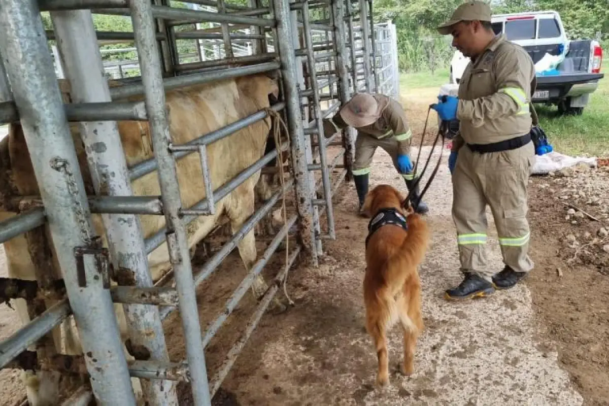 Inspecciones por gusano barrenador. , MAGA. 