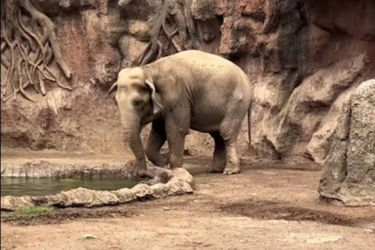 Trompita rescata a gacela. , Captura de pantalla video Facebook.