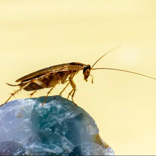 Cucaracha ,Imagen con fines ilustrativos | pixabay