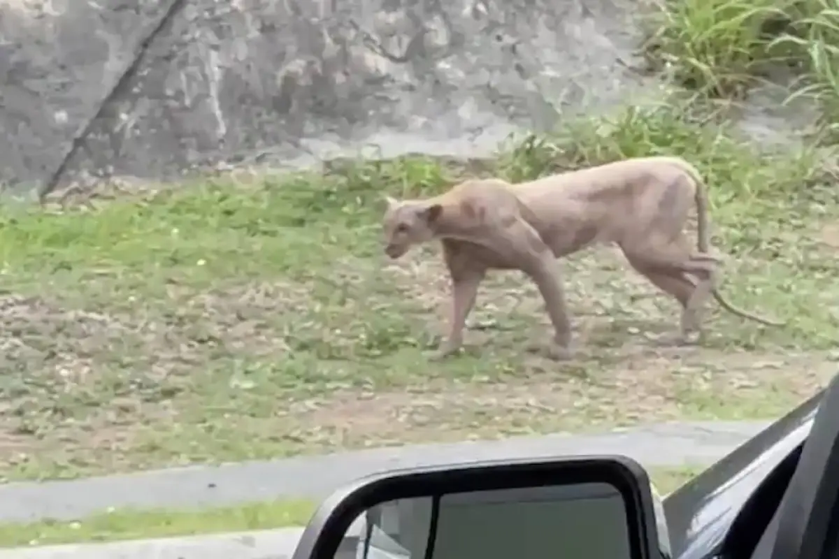 Puma captado en Monterrey., Captura de pantalla video X.