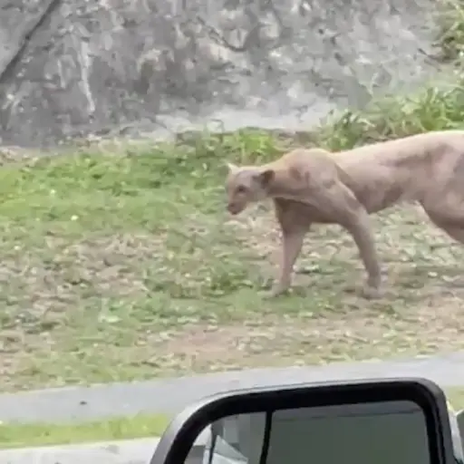 Puma captado en Monterrey. ,Captura de pantalla video X.