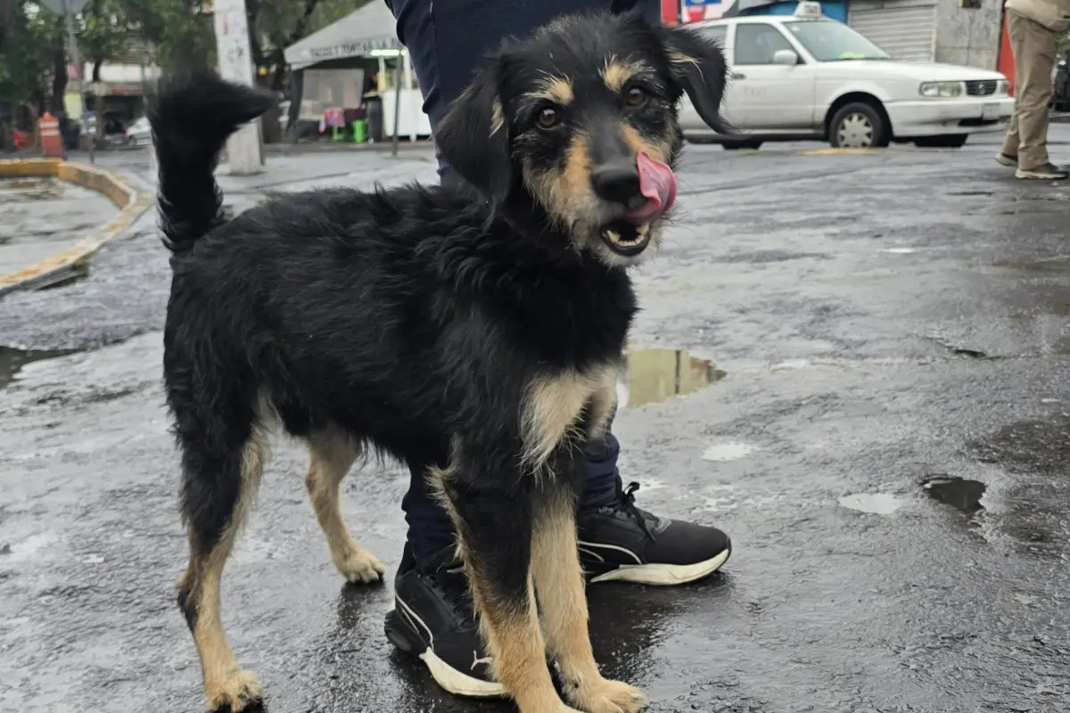"Blacky", el "Perro del 8", perrito al que le robaron su cobija en México y que ahora tiene un hogar, Facebook / Angie RS