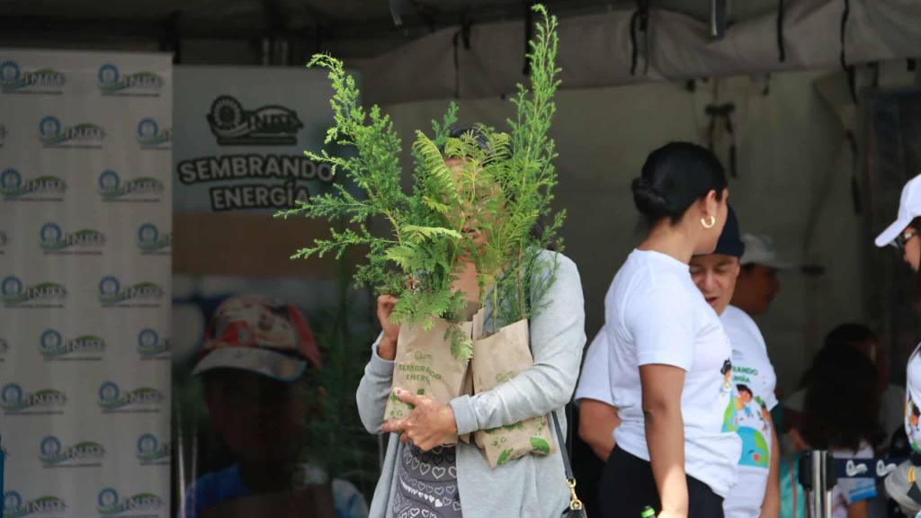 INDE hace entrega de 6 mil arbolitos de ciprés y jacaranda | Álex Meoño