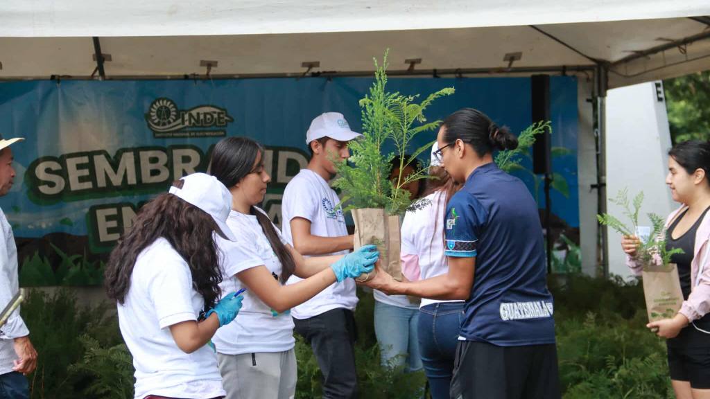 INDE hace entrega de 6 mil arbolitos de ciprés y jacaranda | Álex Meoño