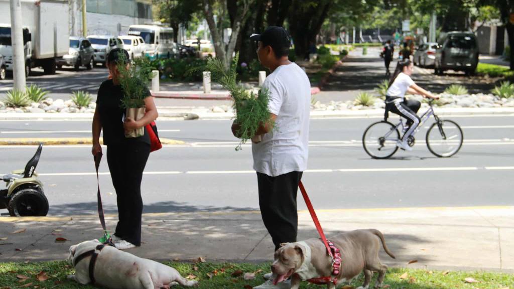 INDE hace entrega de 6 mil arbolitos de ciprés y jacaranda | Álex Meoño