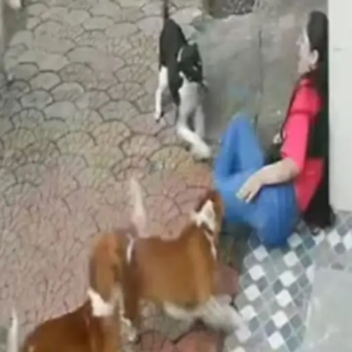 Joven es atacada por una jauría de perros. ,Captura de pantalla video X.