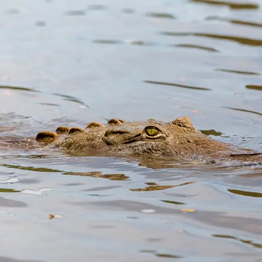 Tragedia en Indonesia. ,Redes sociales