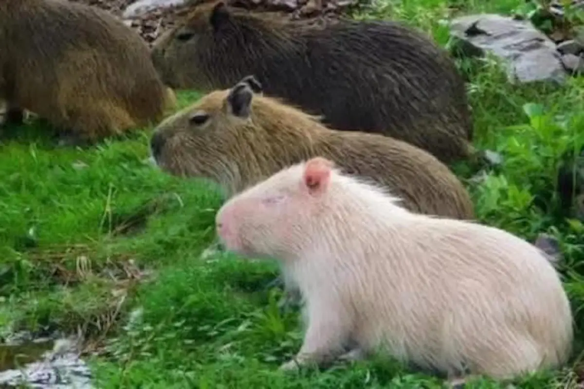 Capibara albino, Redes sociales.