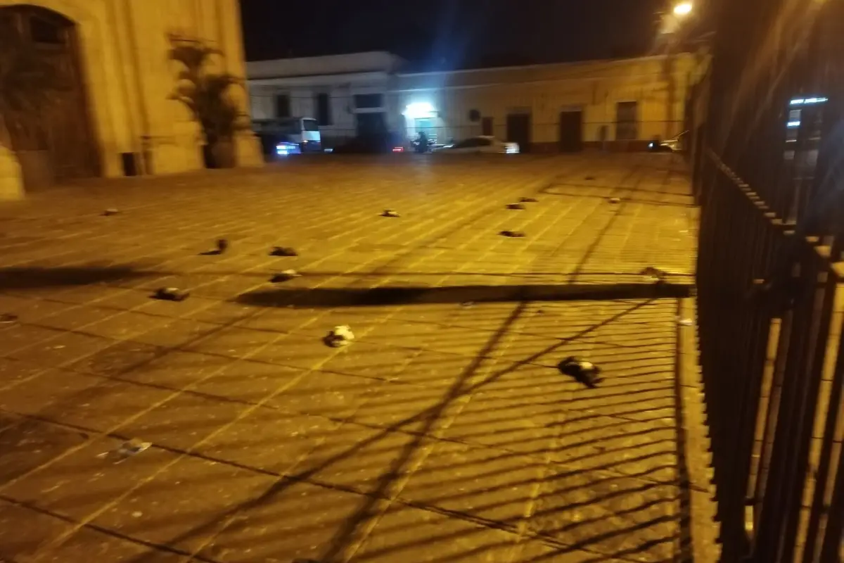 Palomas muertas en zona 1., Redes sociales.