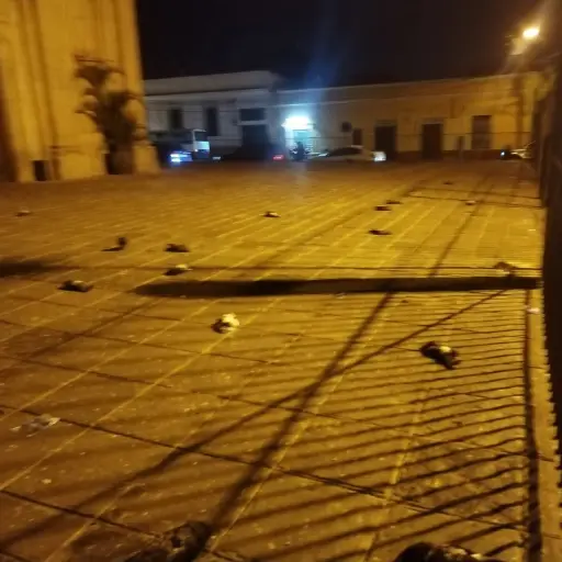 Palomas muertas en zona 1. ,Redes sociales.