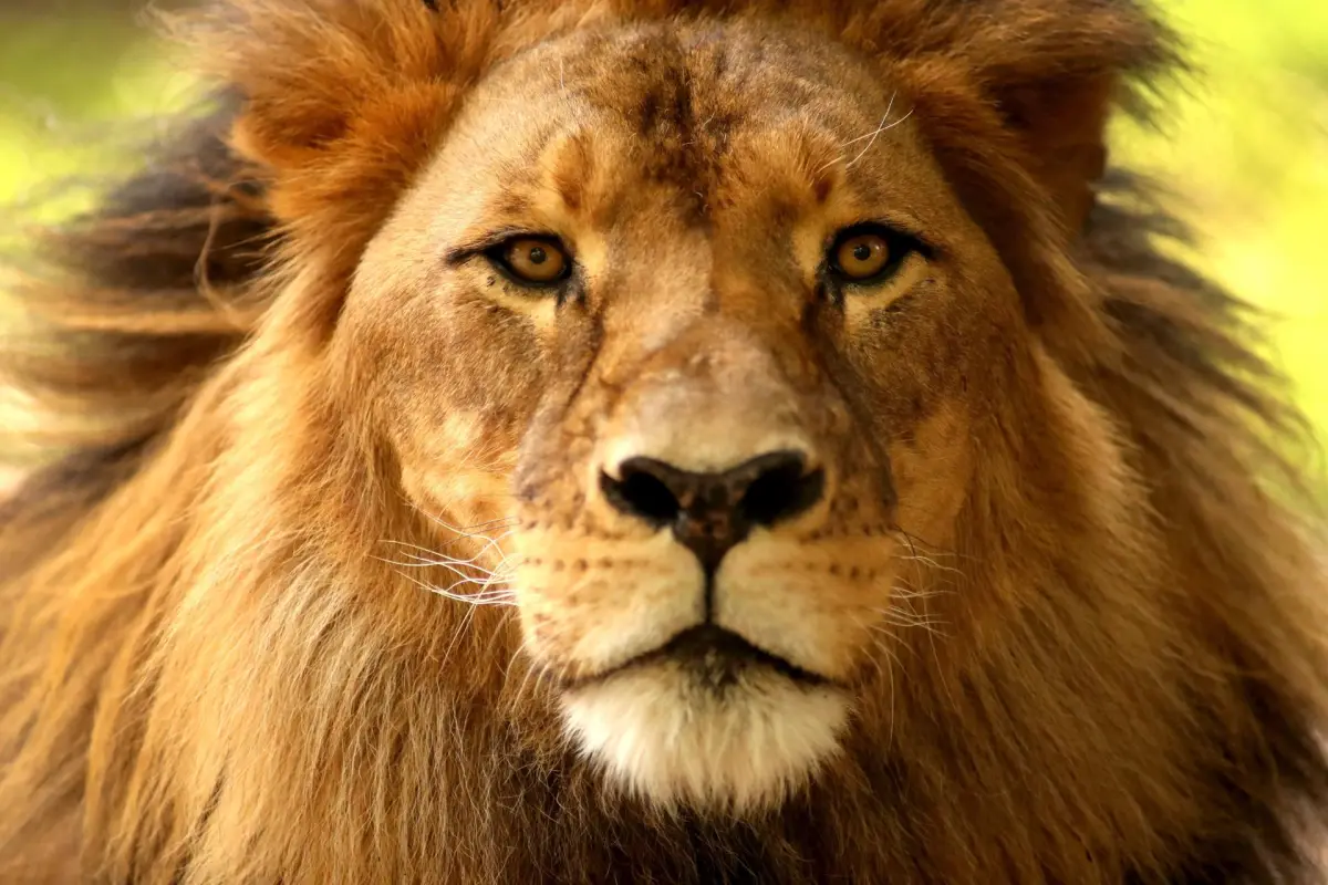 Fotografía de archivo de un león en un zoológico de Australia, 
EFE/ Kelly Barnes PROHIBIDO SU USO EN AUSTRALIA Y NUEVA ZELANDA[PROHIBIDO SU USO EN AUSTRALIA Y NUEVA ZELANDA]
