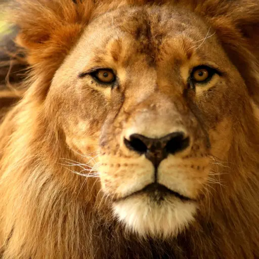 Fotografía de archivo de un león en un zoológico de Australia ,EFE/ Kelly Barnes PROHIBIDO SU USO EN AUSTRALIA Y NUEVA ZELANDA[PROHIBIDO SU USO EN AUSTRALIA Y NUEVA ZELANDA]