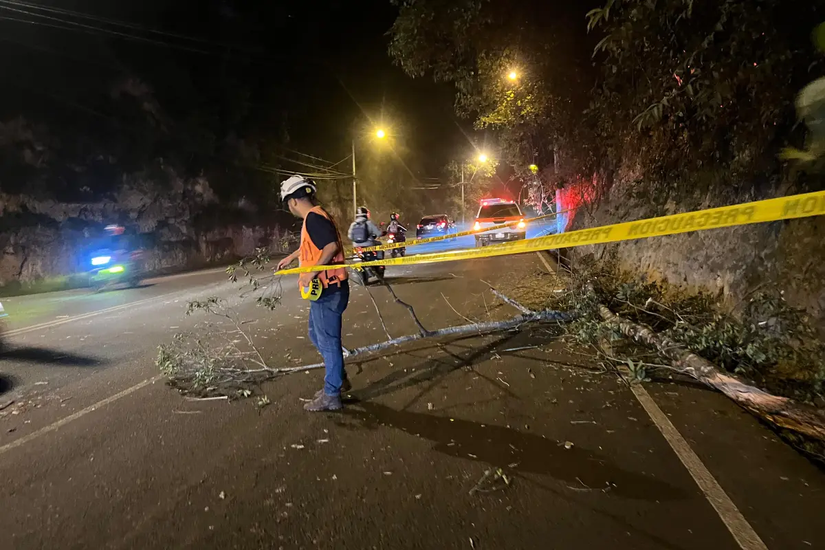 Las lluvias recientes causaron la caída de un árbol en la Calzada La Paz., Conred.