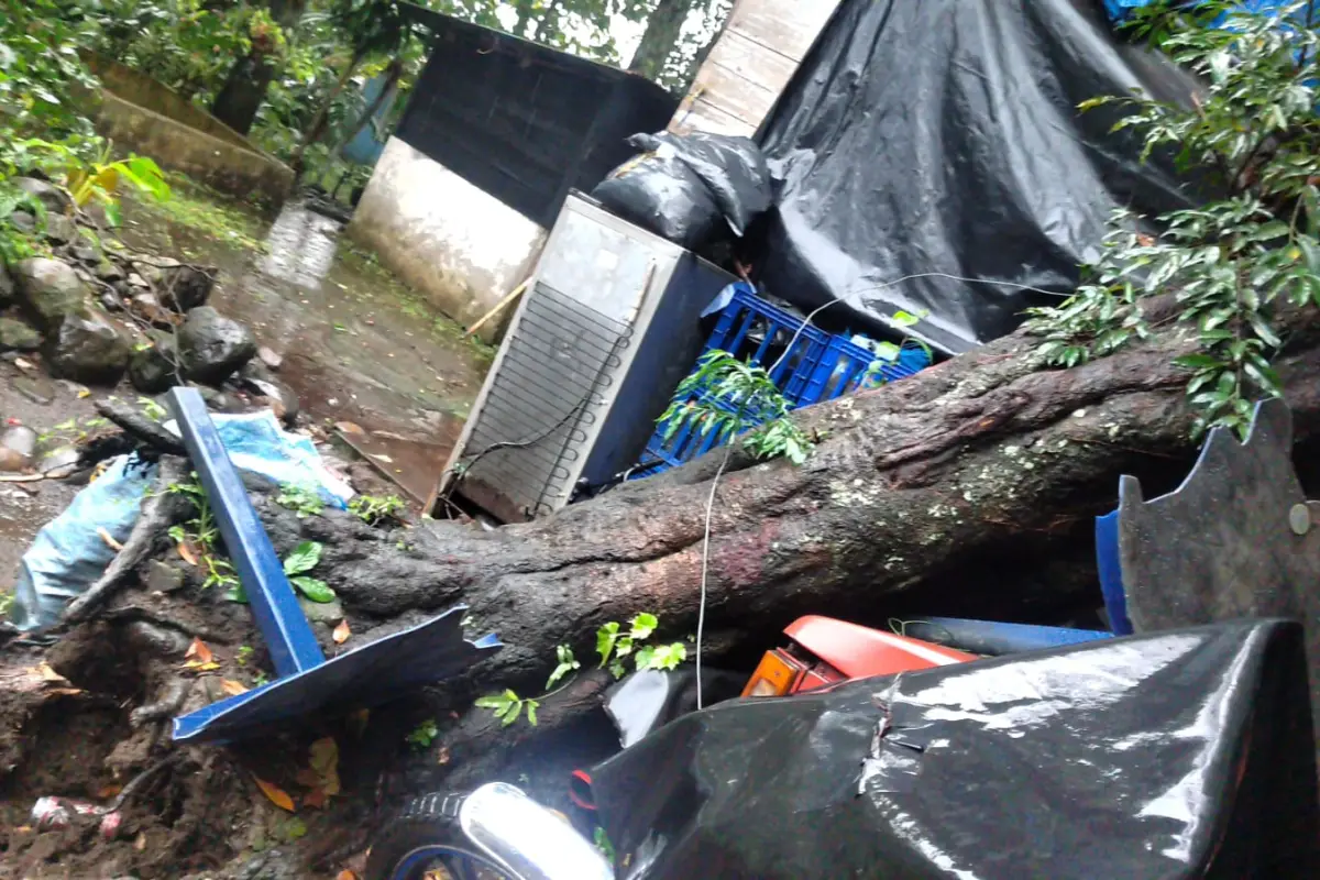Un árbol cayó sobre una vivienda en el barrio Real Semuc, Chicacao, Suchitepéquez., Conred