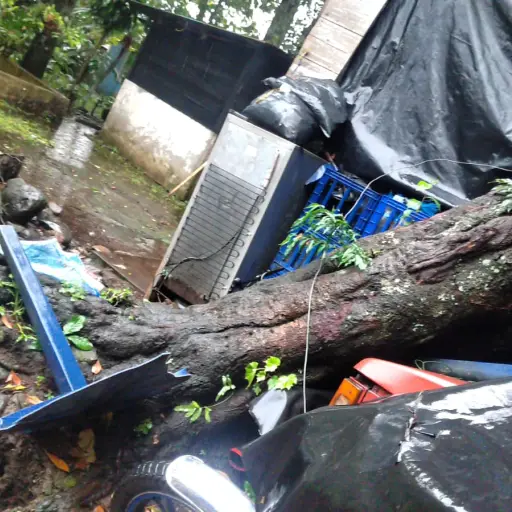 Un árbol cayó sobre una vivienda en el barrio Real Semuc, Chicacao, Suchitepéquez. ,Conred
