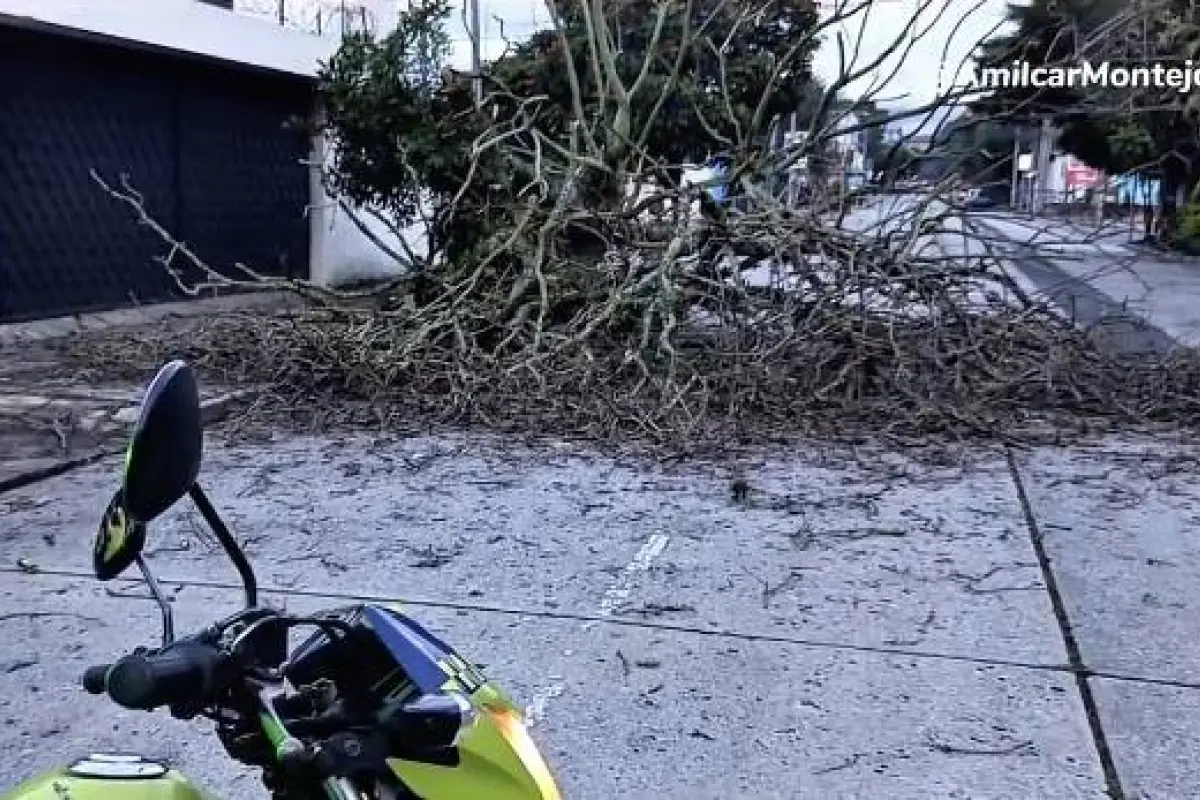 El árbol obstaculiza el carril izquierdo en el cantón Tívoli, zona 9., PMT capitalina/Montejo