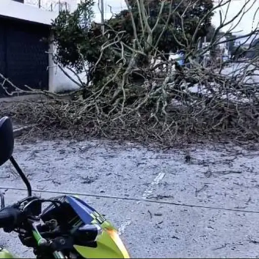 El árbol obstaculiza el carril izquierdo en el cantón Tívoli, zona 9. ,PMT capitalina/Montejo