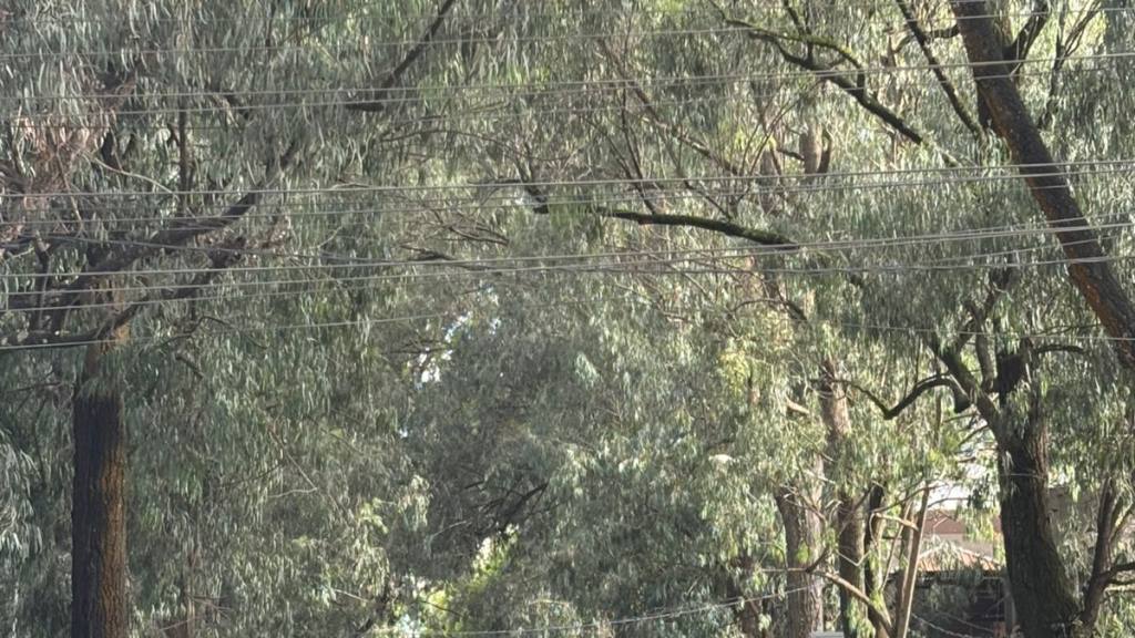 4be471e8-b85c-4a81-b80d-77bf157f425e | 