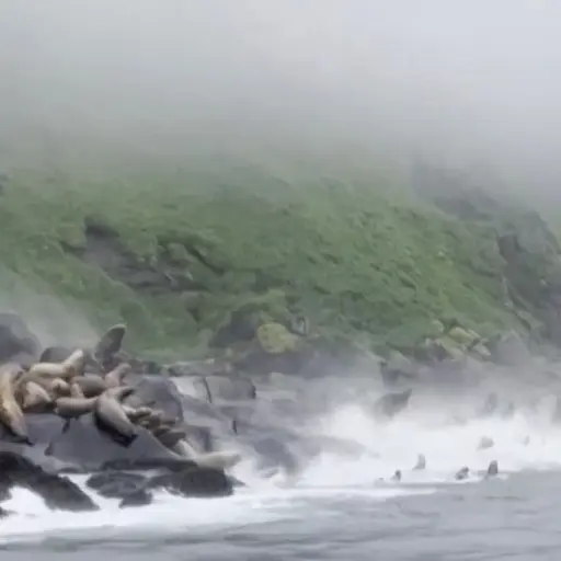Leones marinos.  ,Captura de pantalla