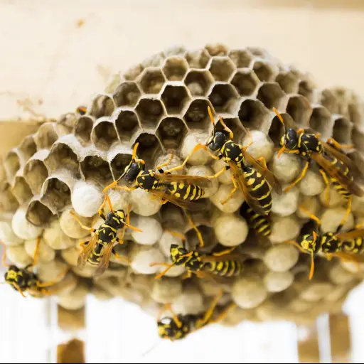 Nido de avispas ,Imagen con fines ilustrativos | pixabay