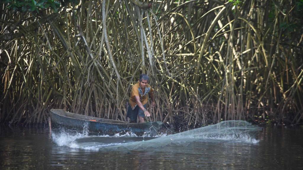 Bosque de mangle | Omar Solís 