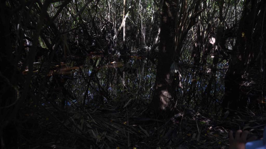 Bosque de mangle | Omar Solís 
