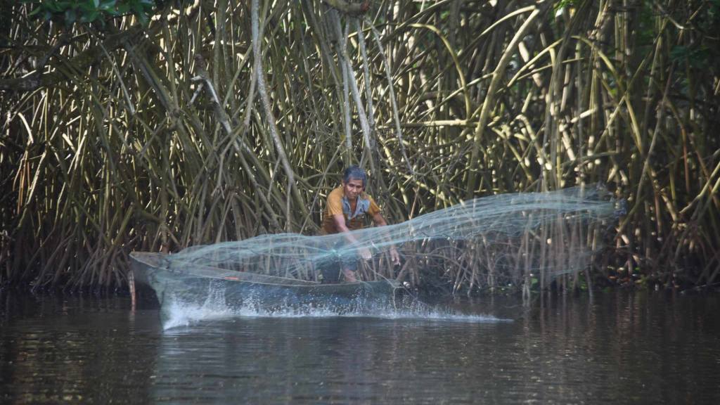 Bosque de mangle | Omar Solís 