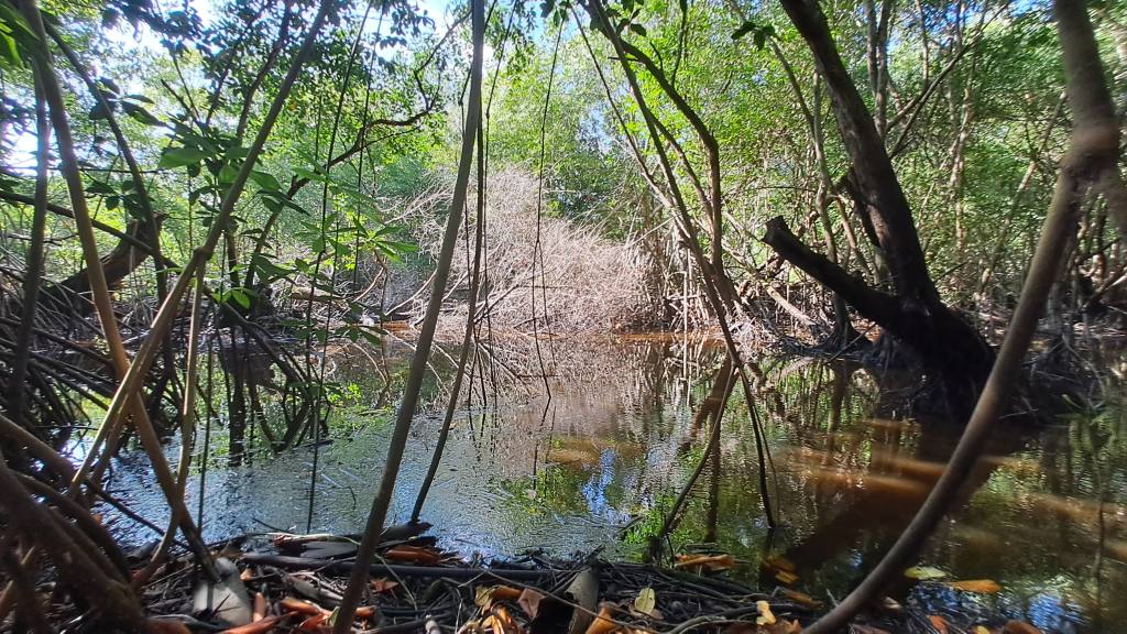 Bosque de mangle | Omar Solís
