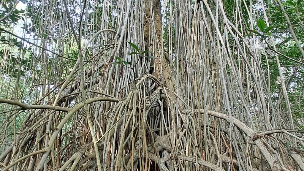 Bosque de mangle | Omar Solís 