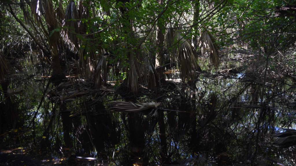 Bosque de mangle | Omar Solís 