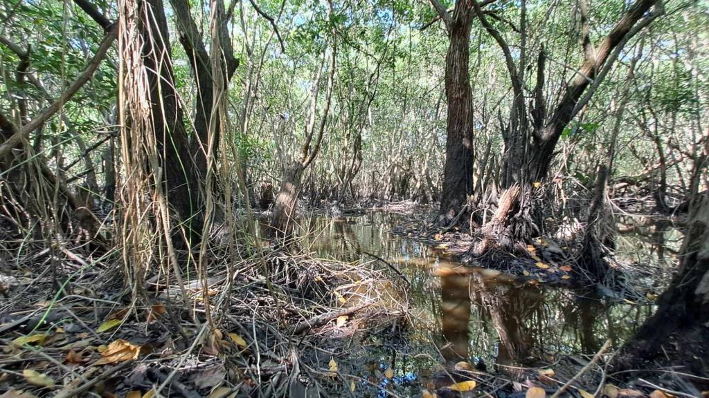 Bosque de mangle | Omar Solís 
