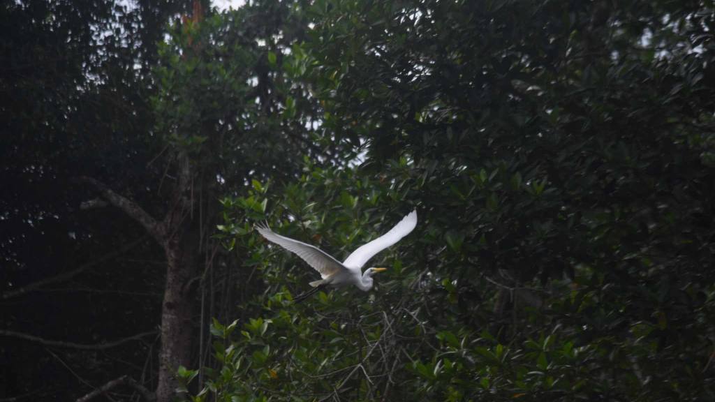 Bosque de mangle | Omar Solís 