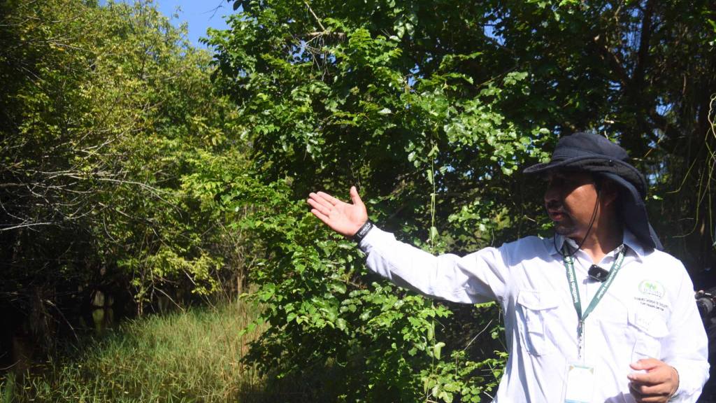 Bosque de mangle | Omar Solís 